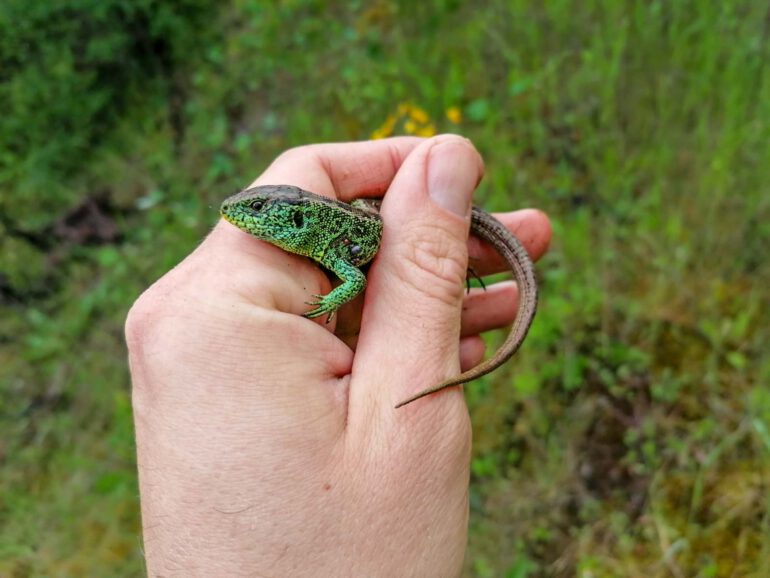 Zauneidechse. © Christian Höppner