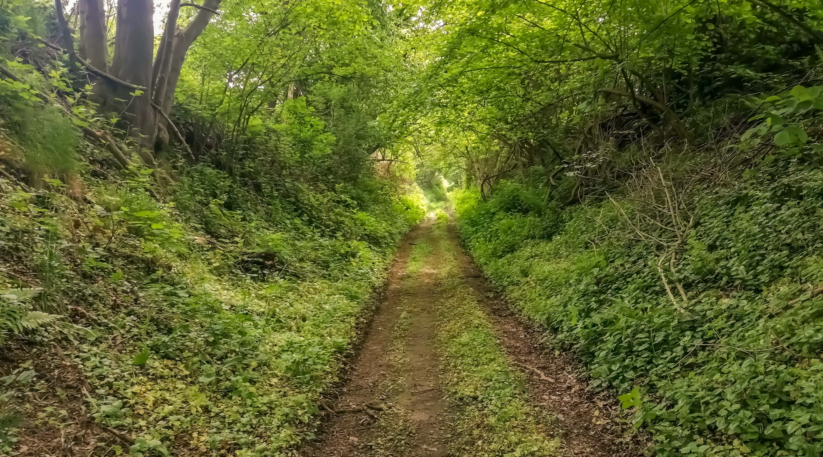 Hohlweg