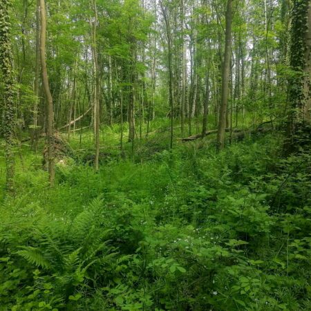 Pionierwald