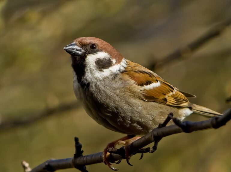 Bestände von Feldvögeln, wie insbesondere des Feldsperlings, gehen weiter rapide zurück. Der Feldsperling wird auf der Vorwarnliste zur Roten Liste der Brutvögel geführt (Foto: © pixabay).