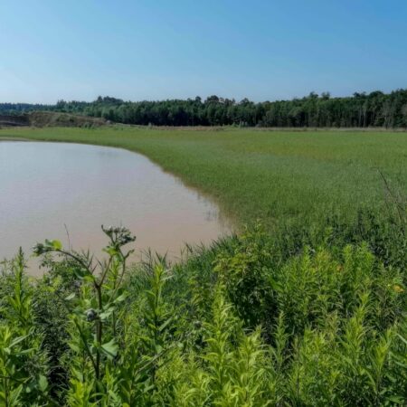 Sukzession am alten Spülteich