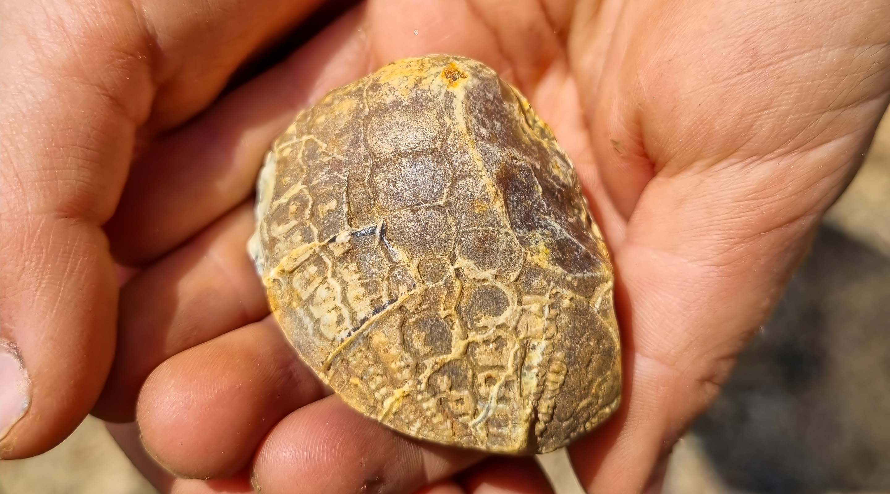 Ein Fund aus vergangenen Zeiten – Fossil (Teil eines Seeigels) in einem Kieswerk (Foto: patroVIT).