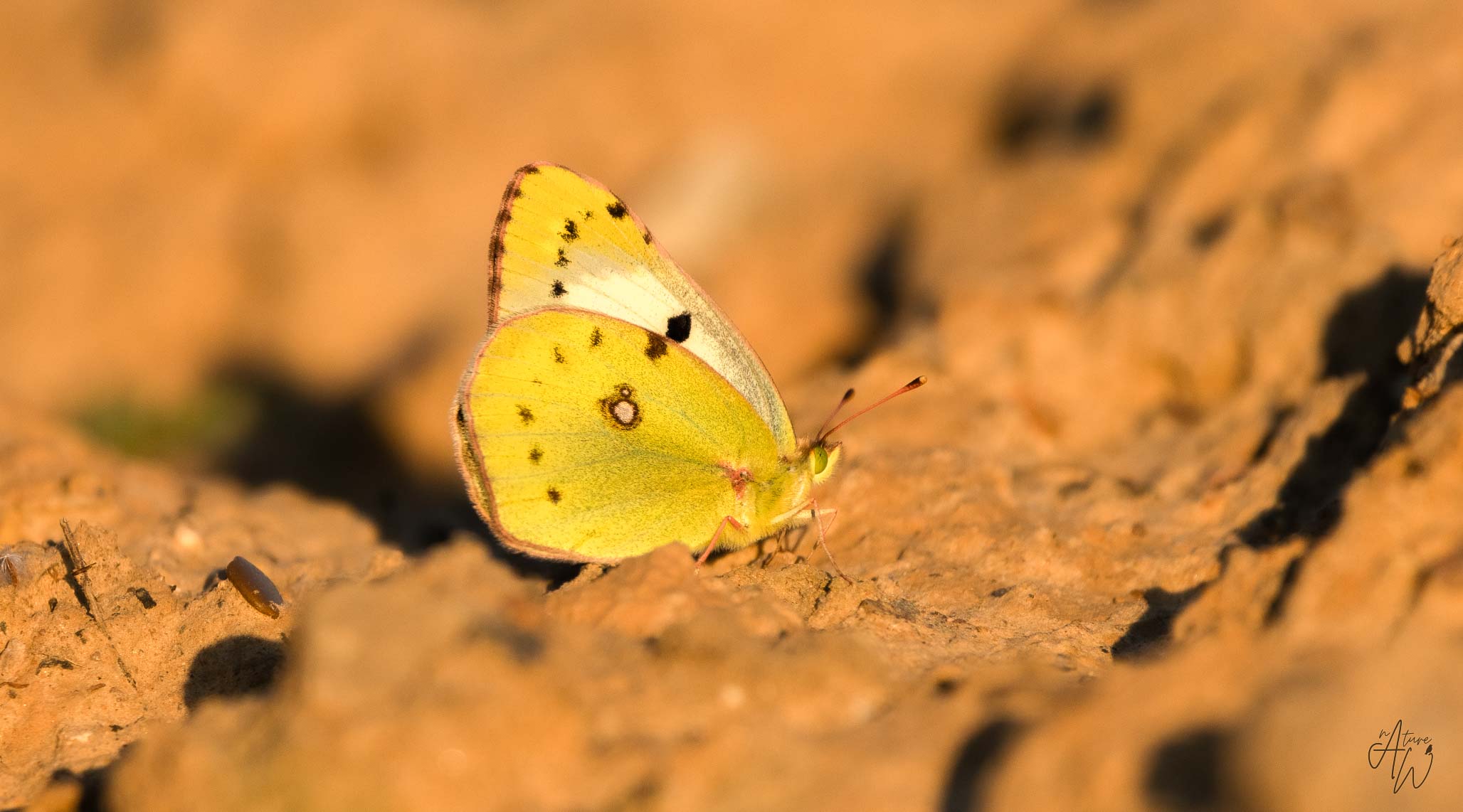 Insekten